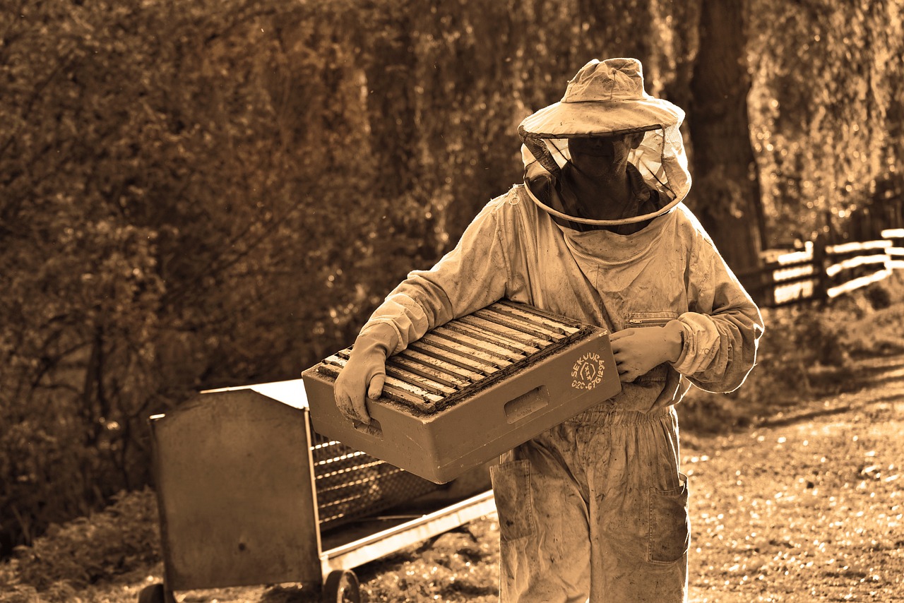 Basics of Eco-Friendly Beekeeping for Beginners
